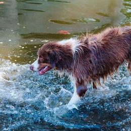 Rebel - Australian Shepherd