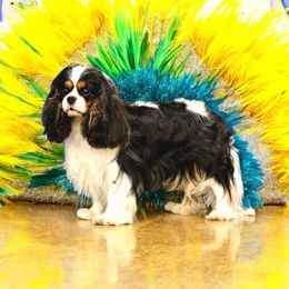 AKC Kazimierz - Cavalier King Charles Spaniel