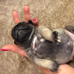 Alice - Fawn female Pug puppy in Milam, West Virginia from Vaubel Country Pugs