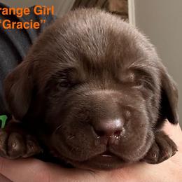 Orange Girl - Chocolate female Labrador Retriever puppy in Rock Hill, South Carolina from North Star Retrievers