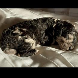 Male 1 - Merle male Goldendoodle puppy in Sterling, Connecticut from Justine’s Retrievers and Doodles