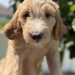 Sarabi - Apricot female Goldendoodle puppy in Minneola, Florida from Unike Puppies