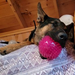 German Shepherd Puppies from Shepherds of the Hundred Acres