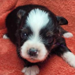 Raine - Black tri female Miniature Australian Shepherd puppy in Deer Park, Washington from Rodeo Aussies