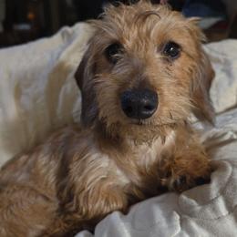Rosie - Dachshund
