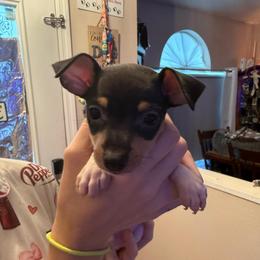 Baby 2 - White black and tan male Toy Fox Terrier puppy in Clermont, Florida from Debbie Hiles's Toy Fox Terriers