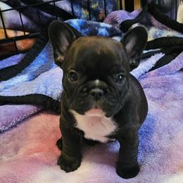 MARGO - Brindle female French Bulldog puppy in Dalton Gardens, Idaho from North Idaho Frenchies