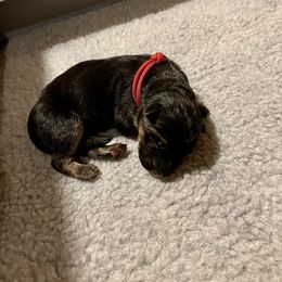 Girl 1 - German Shepherd puppy in Cedar City, Utah from Arco Shepherds