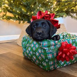 Pink - Black female Labrador Retriever puppy in Talking Rock, Georgia from Bethel Woods Kennels