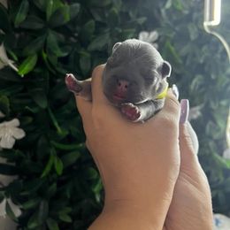 French Bulldog Puppies from K-way Frenchies