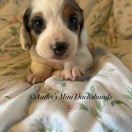 Pickles - Dapple female Dachshund puppy in East Dover, Vermont from Audet’s Mini Dachshunds
