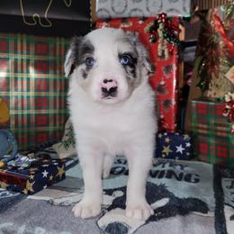 Ash - Slate merle male Border Collie puppy in Morgan, Texas from Shooting Star Ranch
