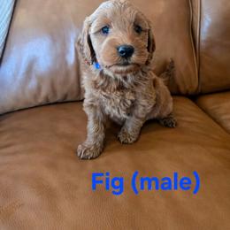 Fig - Red  male Goldendoodle puppy in Mohnton, Pennsylvania from Stony Meadow Puppies