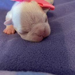Misty - Blue female Boston Terrier puppy in Johnstown, Colorado from R&M Bostons