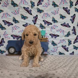 Darla - Apricot female Labradoodle puppy in Weatherford, Texas from Oodles of poodles and doodles