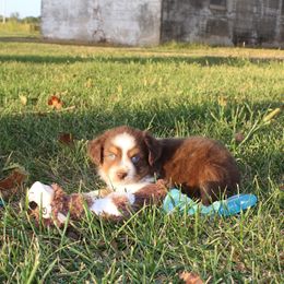 Raphael - Red tri male Toy Australian Shepherd puppy in Springfield, Missouri from Long's lil Aussies