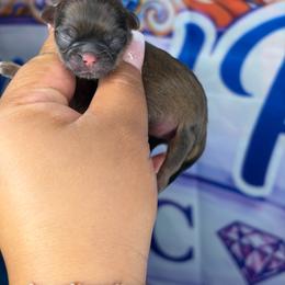 Akc tiny girl - Sable female Shih Tzu puppy in Roseville, Michigan from Diamond Paws LLC