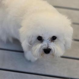 Baby Red Skye - White and buff female Bichon Frise puppy in Cape Coral, Florida from Arralaine Pups