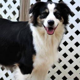 Summer - Australian Shepherd