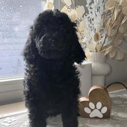 Dolce Gabbana - Black female Bernedoodle puppy in Ohio from Moore Doodles