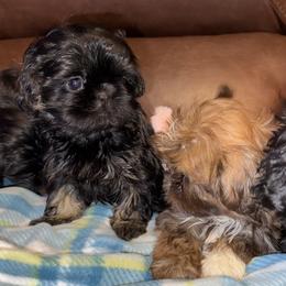 Sadie - Black and tan female Shih Tzu puppy in Albany, New York from Precious Shihpoo’s and Luxurious Shih Tzu’s