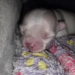 Biscotti - Cream and white male Chihuahua puppy in Jacksonville, Florida from Precious Paws of Florida - Chihuahuas