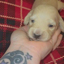 Nancy - Cream female Dachshund puppy in Barstow, California from Samy's Dachshund Den