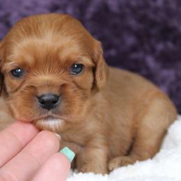 AKC June - Ruby female Cavalier King Charles Spaniel puppy in Albany, Indiana from Hatz Off Puppies