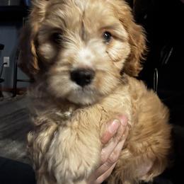 Cavapoo Puppies from Panda Puppies