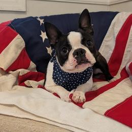 Smudge - Black brindle and white female Boston Terrier puppy in Macon, Georgia from Whispering Willows