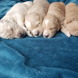 Goldendoodle Puppies from Masondixondoodles
