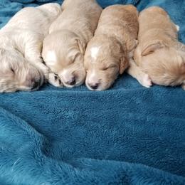 Goldendoodle Puppies from Masondixondoodles