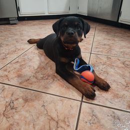 Rottweiler Puppies from Inexorable Haus Early Rotts