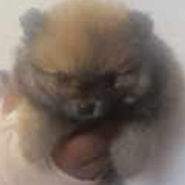 Pomeranians from Jerrimiah's Pomeranians