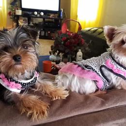 Yorkshire Terrier All Grown Up from New Yorkie City