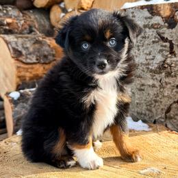 Spruce - Black tri male Miniature American Shepherd puppy in Idaho Falls, Idaho from Sugartop Minis