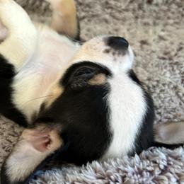 Cherry - Black and tan female Chihuahua puppy in Santa Rosa, California from Little chihuahua angels