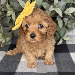 Nancy - Yellow - Red female Cavapoo puppy in South Jordan, Utah from Simply Sweet Paws. LLC