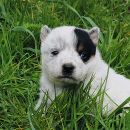 Ella - Blue speckled female Australian Cattle Dog puppy in Redding, California from Macushla Kennel
