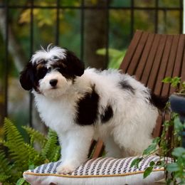 Girl 1 - Bernedoodle puppy from GimiPup Doodles