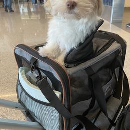 Havanese Puppies from Dean Supreme