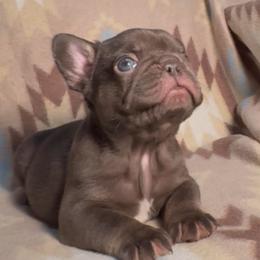 Drake - Tricolors male French Bulldog puppy in Porter, Texas from Whatabulldog