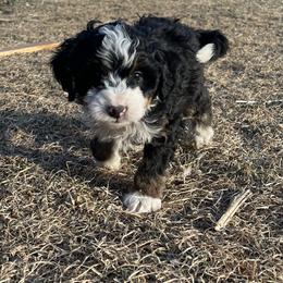 Avalanche-Green - Tri-color male Bernedoodle puppy in Casper, Wyoming from 307 Doodles