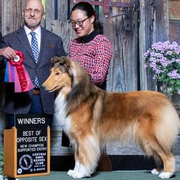 Collies from Covenant Collies