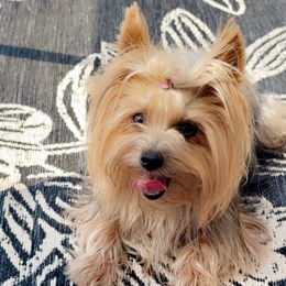 Mercedes - Yorkshire Terrier