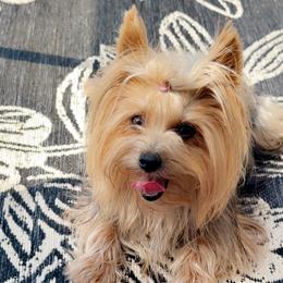 Mercedes - Yorkshire Terrier