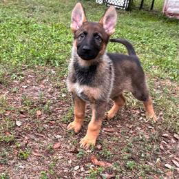 Girly - Sable female German Shepherd puppy in Inverness Highlands South, Florida from Von der Tetiaroa German Shepherd dogs