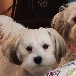 Havanese from VanCort's Happy Havanese