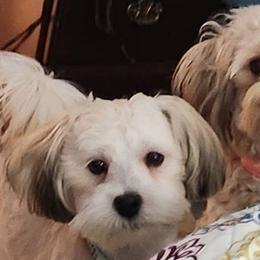 Havanese from VanCort's Happy Havanese