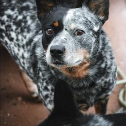 Silver Belle (AKC) - Australian Cattle Dog